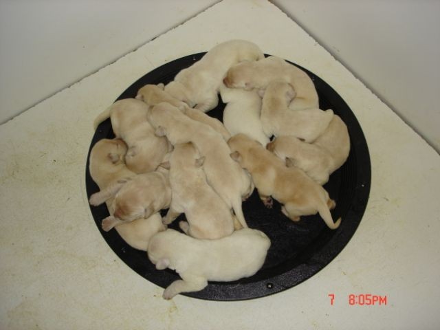 Yew's Pups 1 wk 001.jpg